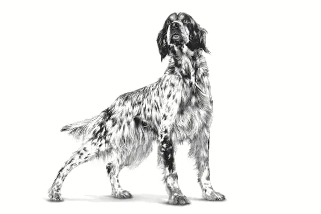 Royal Canin Veterinary Diet Canine Dry Hypoallergenic, 2 kg for Adult Dogs ROYAL CANIN