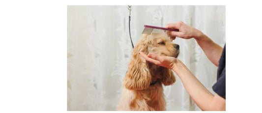 "Find the Perfect Brush for Your Pup: The Ultimate Guide to Dog Grooming Tools" Amanpetshop-