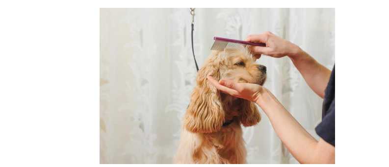 "Find the Perfect Brush for Your Pup: The Ultimate Guide to Dog Grooming Tools"