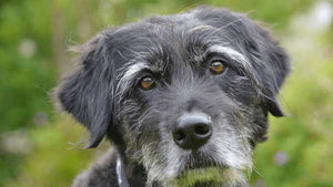 Senior Dogs are Easier to Care or Not?
