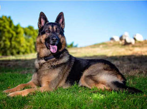 How to Reduce Hairfall of Dogs