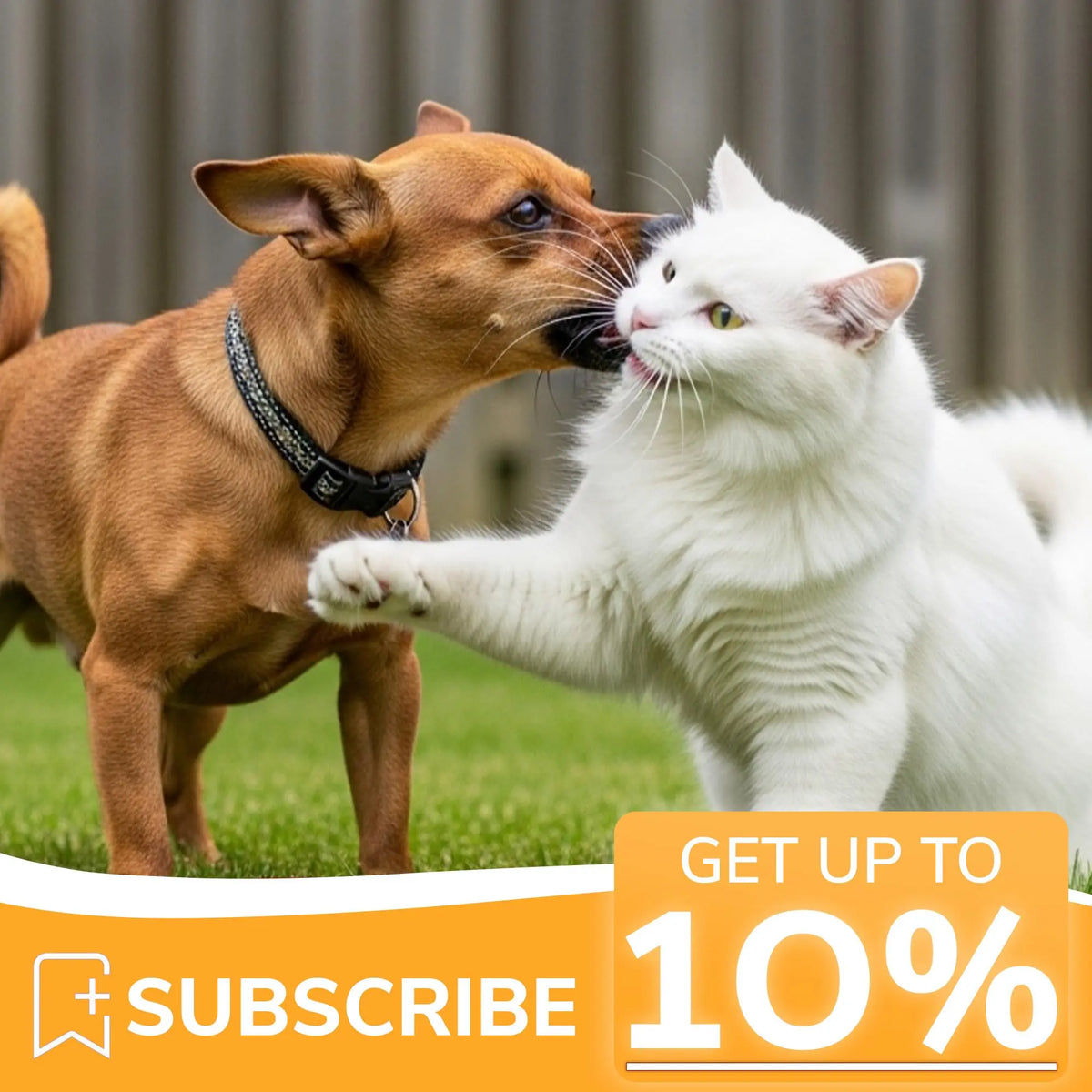 Bakson Veterinary | V-11 (Rheumatisum Drops) | 30 ML | Pet Veterinary Medicine for Animals | Pet Joint Supplement, Arthritis Medicine for Pets, Calcium for Dog & Cats | Pain Relief BAKSON VETERINARY