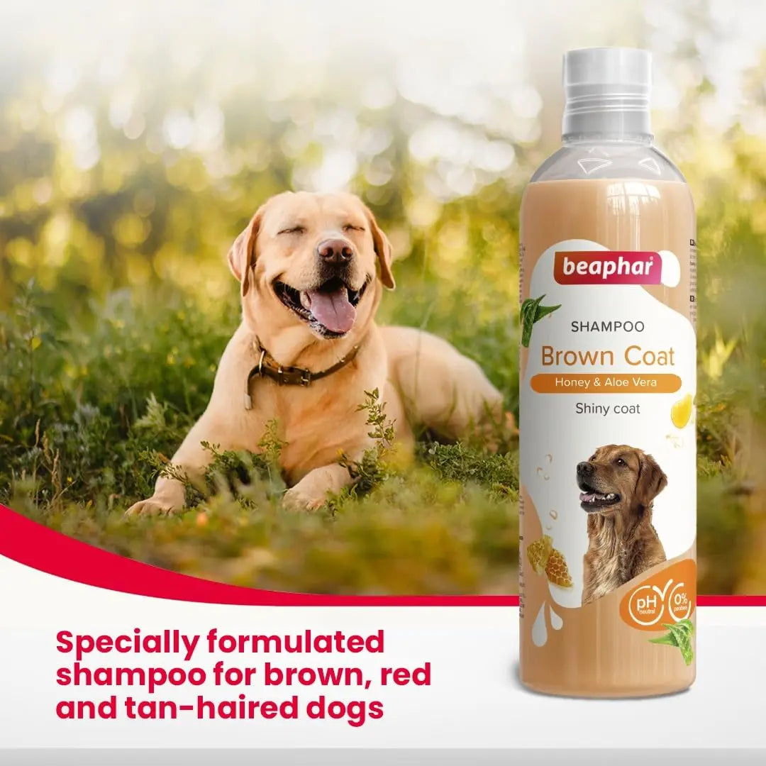 Beaphar Brown Coat Dog Shampoo with Honey and Aloe Vera | Soft & Glossy Coat | Made Safe for Labrador, Golden Retriever, Shih Tzu | All Natural | Herbal Shampoo for Dogs- 250 ml Beaphar