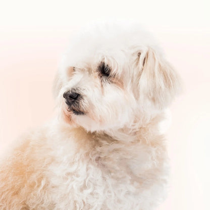 Beaphar Oftal Tear Stain Remover Pet Eyecare, 50 ml Beaphar