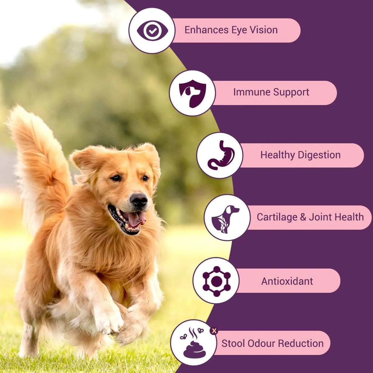 Bowlers Nutrimax Club Adult Dry Dog Food | Chicken & Vegetables | 1.2 Kg |100% Grain Free | 40% Reduction in Cell Damage | Reduced Risk of Diabetes | 3X Reduction in Stool Odour Bowlers