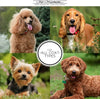 Chris Christensen Day To Day Ultra Concentrated Dog Shampoo, Makes Up To 8 Bottles, Groom Like A Professional, Moisturizing, All Coat Types, For Daily Use, 473 Milliliter Chris Christensen