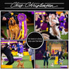 Chris Christensen Day To Day Ultra Concentrated Dog Shampoo, Makes Up To 8 Bottles, Groom Like A Professional, Moisturizing, All Coat Types, For Daily Use, 473 Milliliter Chris Christensen