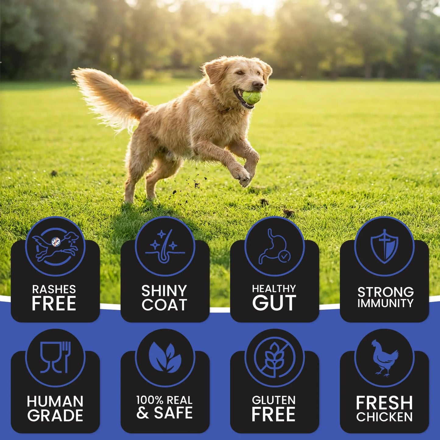 Dr.Pets Bistik Dog Food Treat - Dog Biscuits for Adult Dog & Puppy, Gluten Free Healthy Treats with Fresh & Natural Ingredients, Chicken Cheese Flavor 450g Each Pack of 2 Dr.Pets