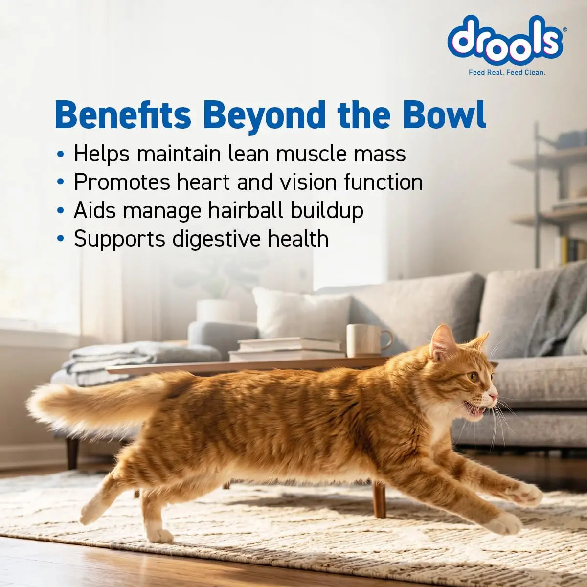 Drools Adult Dry Cat Food 3kg | Real Chicken | Skin Health | Hairball Protection | Vision Support | Complete Nutrition Drools