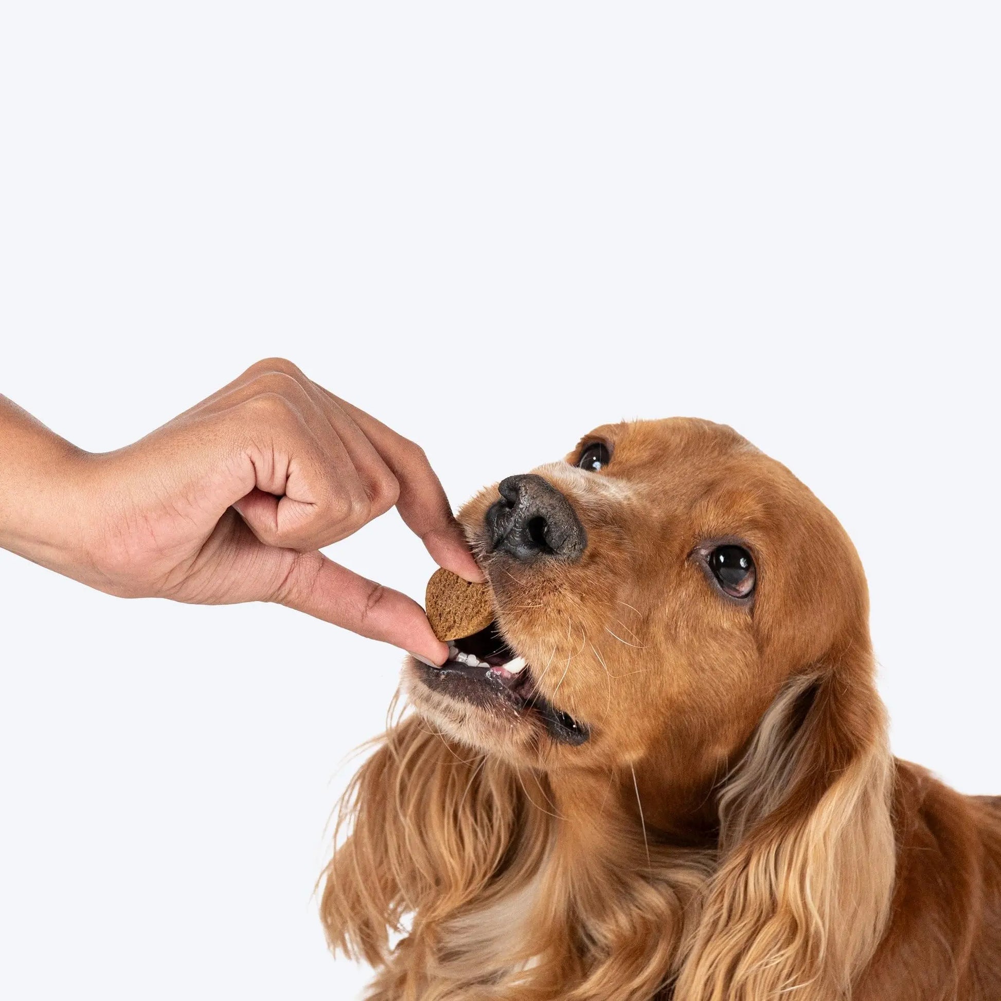 Hearty by Heads Up for Tails - Chicken & Cranberries Dog Biscuits for Adult Dogs & Puppies | Chicken Biscuits, Protein-Rich & Gluten-Free | No Artificial Preservatives | 320 gm Heads Up For Tails