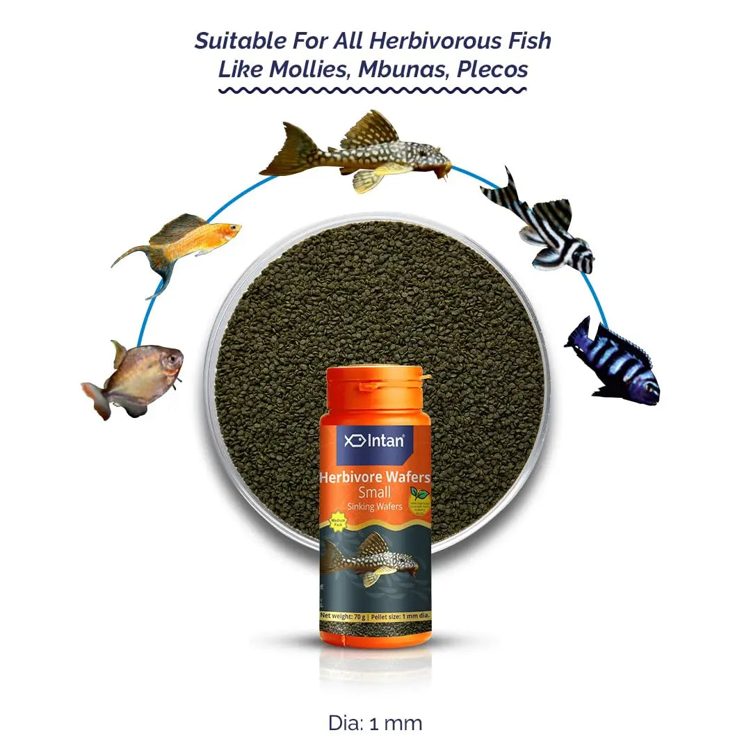 Intan Herbivore Wafers (Small 1mm Sinking) | 70gm - Highly Nutritious Ornamental Fish Food for Herbivorous Fish - Mollies, Mbunas & Plecos | Growel Feeds Intan