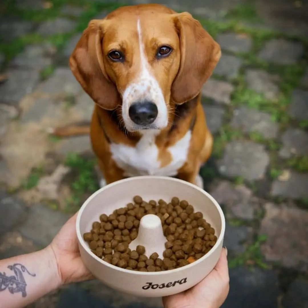 JOSERA Adult High Protein Sea Fish Premium Dry Food for Adult & Sporty Dogs with Salmon & Sweet Potato Grain-Free & Protein Rich (12.5kg x1) Josera