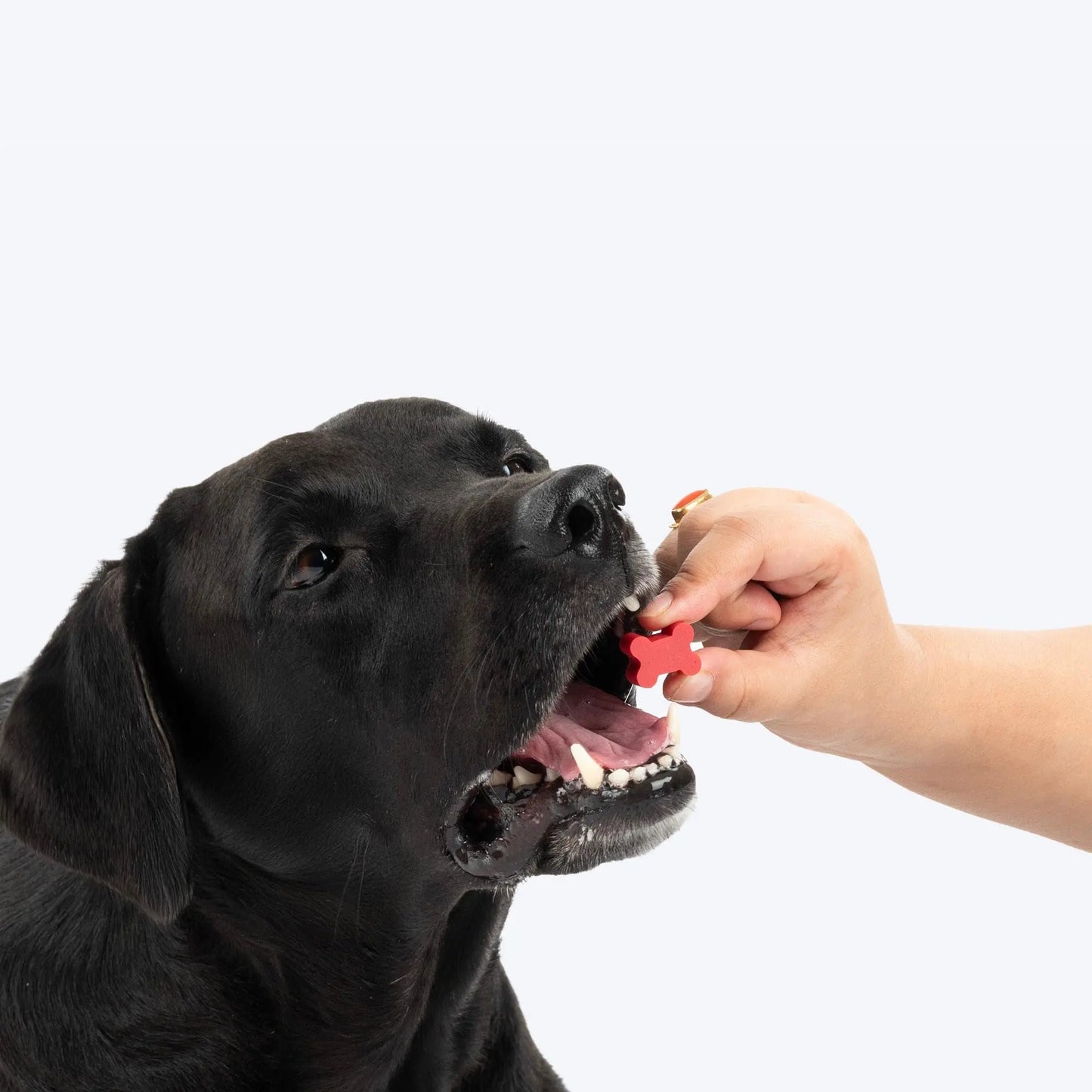 NutriWag Assorted Training Bites Dog Treats - 200 gm | Pack of 3 |Healthy & Tasty | Soft Chews for Puppies & Adult Dogs | High Protein, No Added Preservatives | Reward Treats for Training NutriWag