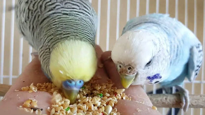OXERA Best Bird Food LOVBIRDS, Parakeets, Cockatiel Contains ‎Yellow Millet, Canary Seeds, Imported Oats, Golden Millet,Nyjer Seeds, kangani Mix,Sunflower Seeds for Birds, Pack of 1 KG OXERA