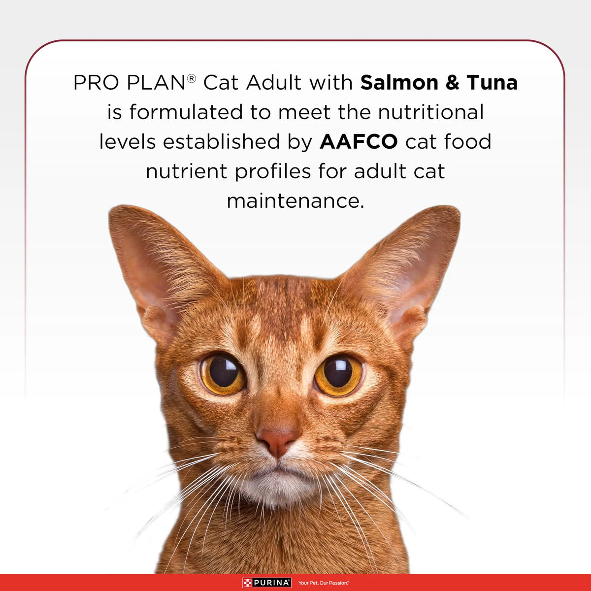 Purina Pro Plan Adult Cat Dry Food with Salmon & Tuna, 1.2kg Pack PURINA