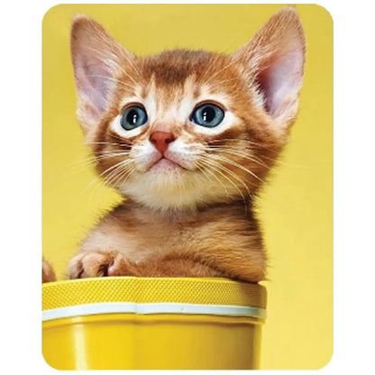 Rena Kitty Licks Cat Treats for Kittens |Rich Creamy Lickable Treat | No Artificial Colours | Improves The Skin and Coat | Rich in Fiber | Chicken Liver | Rena