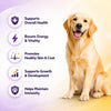 Richpet Logivit Multivitamin Syrup for Dogs & Cats | Daily Health Tonic for Immunity, Energy & Growth | Supports Skin & Coat | Vitamin, Mineral & Amino Acid Supplement - 225ml Richpet