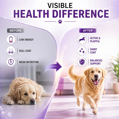 Richpet Logivit Multivitamin Syrup for Dogs & Cats | Daily Health Tonic for Immunity, Energy & Growth | Supports Skin & Coat | Vitamin, Mineral & Amino Acid Supplement - 225ml Richpet