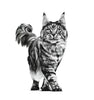 Royal Canin Renal Feline, 2 kg ROYAL CANIN