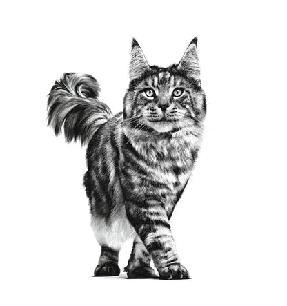 Royal Canin Renal Feline, 2 kg ROYAL CANIN