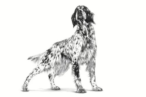 Royal Canin Veterinary Diet Cardiac, 2 kg ROYAL CANIN