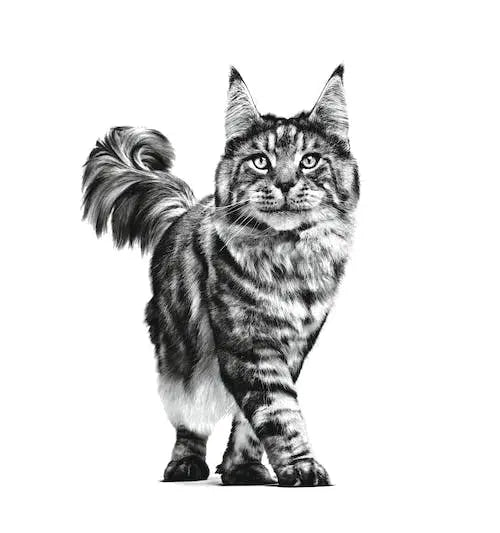 Royal Canin Veterinary Satiety Support, SAT 34, 1.5 kg ROYAL CANIN