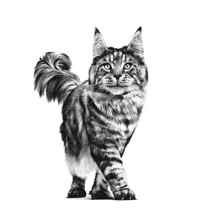 Royal Canin Veterinary Satiety Support, SAT 34, 1.5 kg ROYAL CANIN