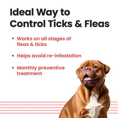 Vivaldis Single Pipette Prevention & Treatment Of Fleas, Ticks & Chewing Lice Infestation For Dogs (40-60Kg) VIVALDIS