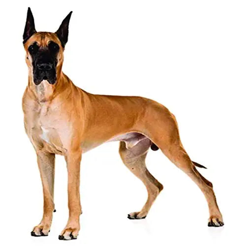 ADIOS 1.5 inch 3D Printed Dog Collar Belt, Dog Belt Specially for Big Dogs Adjustable Neck Size 51cm to 62cm Dog Collar Leash ADIOS