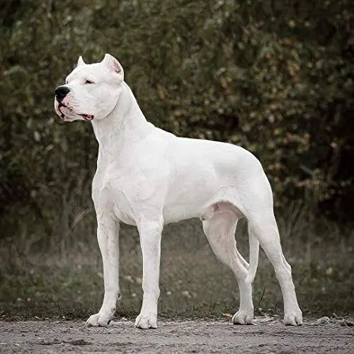 In India Dogo Argentino For Sale Argentina Dogo The Dog Hotsell