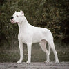 ADIOS 1.5 inch 3D Printed Dog Collar Belt, Dog Belt Specially for Big Dogs Adjustable Neck Size 51cm to 62cm Dog Collar Leash ADIOS