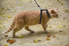 Adidog Cat and Small Pet Nylon Strap Collar with Adjustable Walking Harness Leash (Color May Very) PSK PET MART