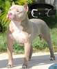 Adios Black Nylon 1.5 inch Dog Collar Belt Specially for Big Dogs Neck Size 48cm to 64cm Lengthy Dog Collar ADIOS