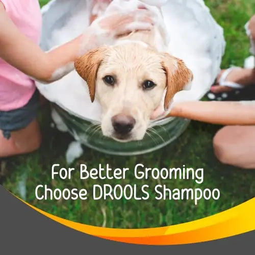 Drools Combo of Tick and Flea Repellent Shampoo for Dogs, 200ml with 1 Free Bathing and Grooming Hand Brush Drools