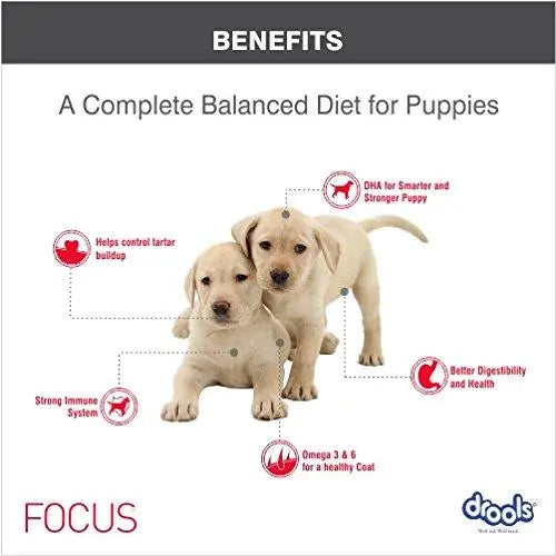 Focus dog food clearance review