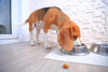Farmina N&D Complete Wet Dog Food Mini Breed (Skin & Coat | Quail & Coconut, Pach of -6 (140g Each) Amanpetshop
