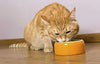 Farmina N&D Ocean Grain Free Kitten Cat Wet Food Cod, Shrimp & Pumpkin (Pack of 12) Amanpetshop
