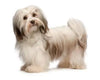 Jacky Treats Dog Plastic Slicker Brush with Press Key -Big Slicker Brushes for Dog & Cat Amanpetshop
