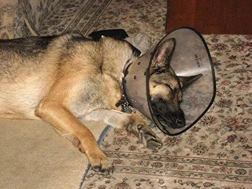Jacky Treats Pet Cone Elizabeth Collar NO.1 for Dogs (Extra Extra Large Size) Amanpetshop-