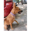 Reflective Dogs Collars (Multicolour) - Set of 5, Nylon, (Pack of 1) Amanpetshop-