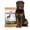 Royal Canin Rottweiler Adult, 12 Kg Amanpetshop-