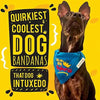 adidog Tuxedo Call me Your Highness Dog Bandana with Adjustable Collar (Blue, Medium and Large) That Dog In Tuxedo